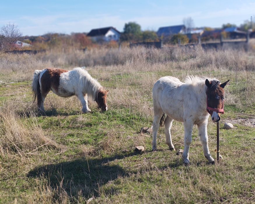 Mânză de poneita de vânzare !!!