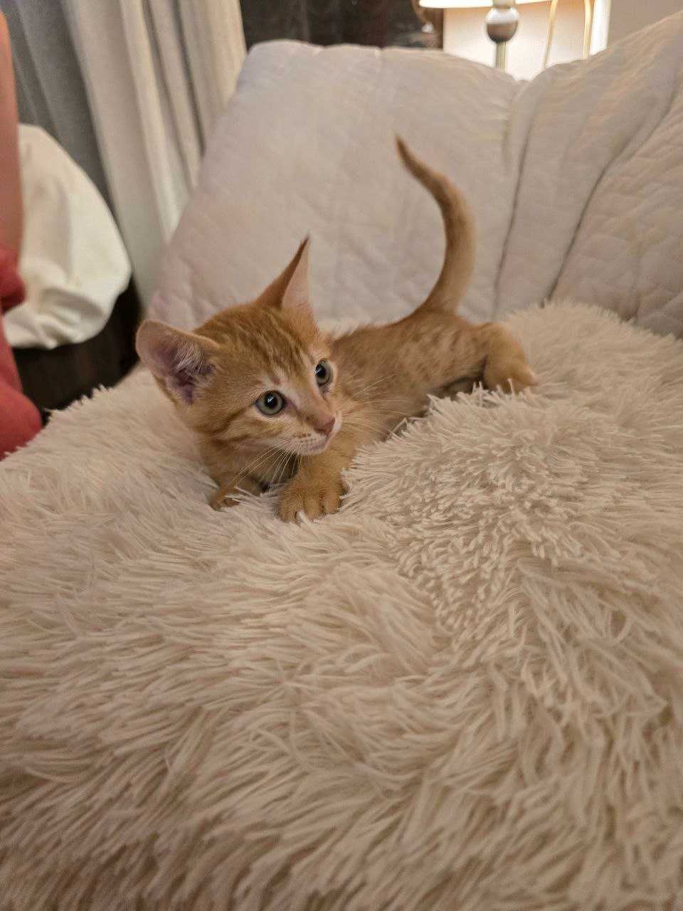 Сладко рижо котенце търси дом