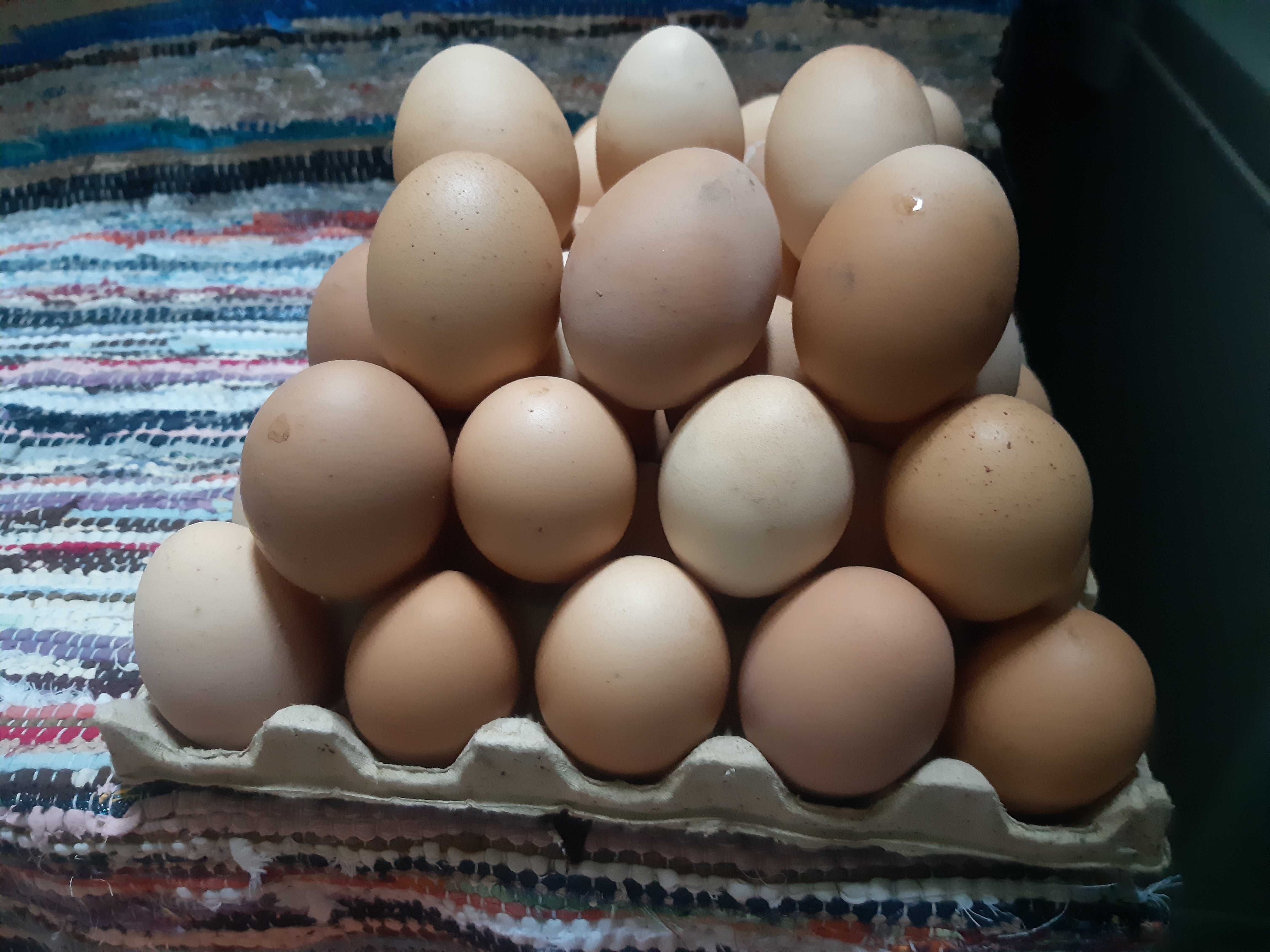 Ouă de găină (pt incubat) și de rață la 1.50 lei bucata