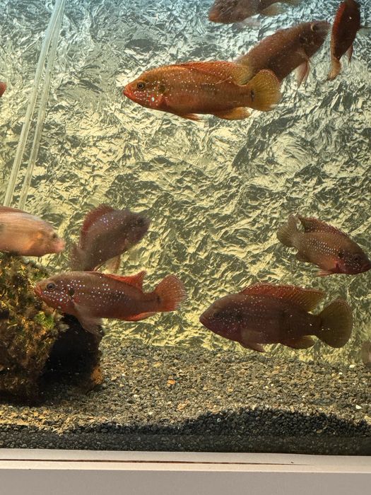 Аквариум оборудван с риби 160 литра