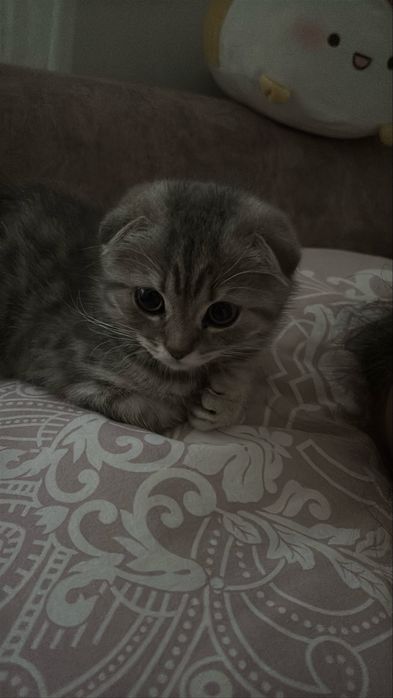 Продаю шотландского вислоухого котенка