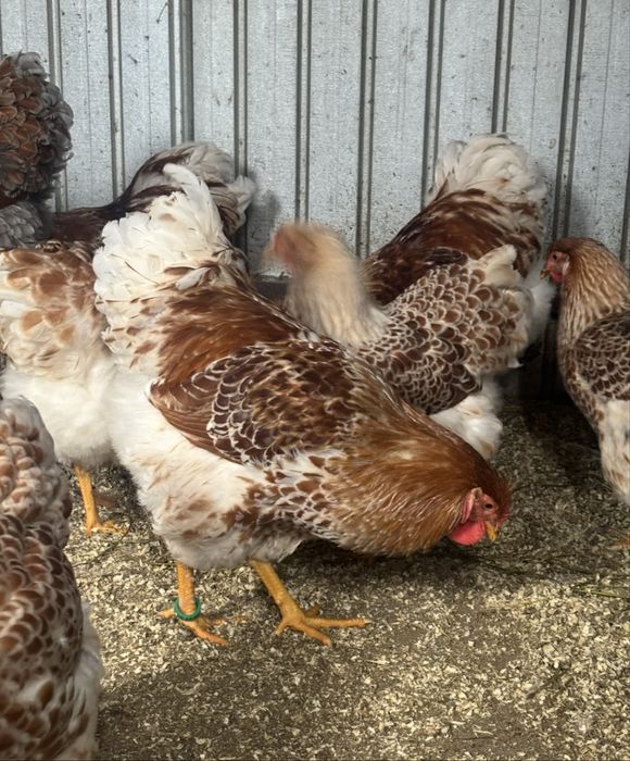 Cocoș wyandotte auriu alb