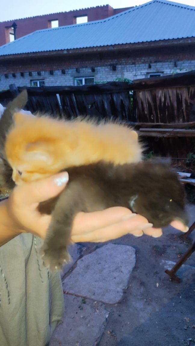 Котята ищут любящую семью ( город Семей)