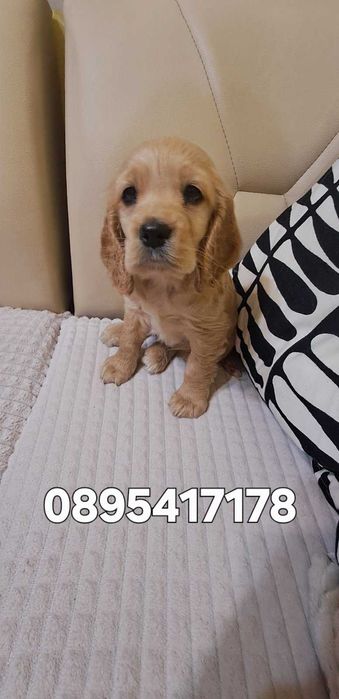 Продавам кокер шпаньол.