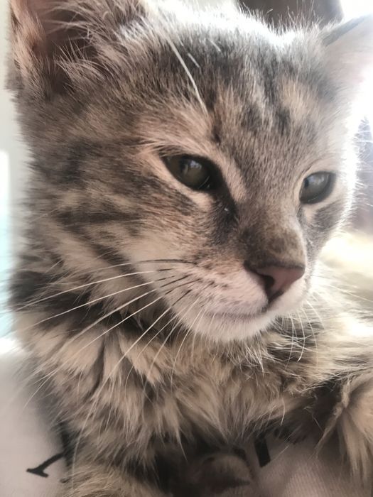 1,5 марғау үй мысығы үйретілген