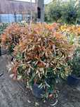 Plante ornamentale