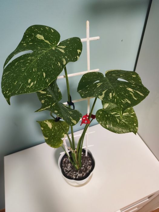 Монстера тайское созвездия