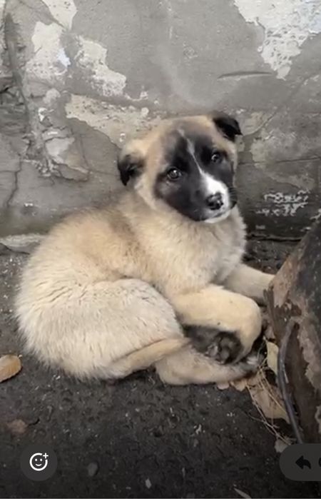 Щенку нужен дом срочно