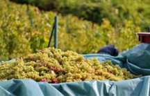 Struguri de vin