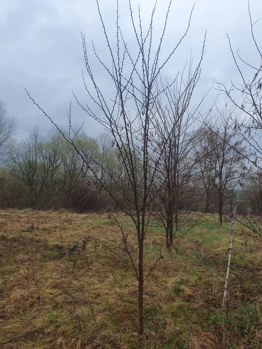 Pinii,mesteacan decorativ, leylandi, lemn cainesc, artar verde