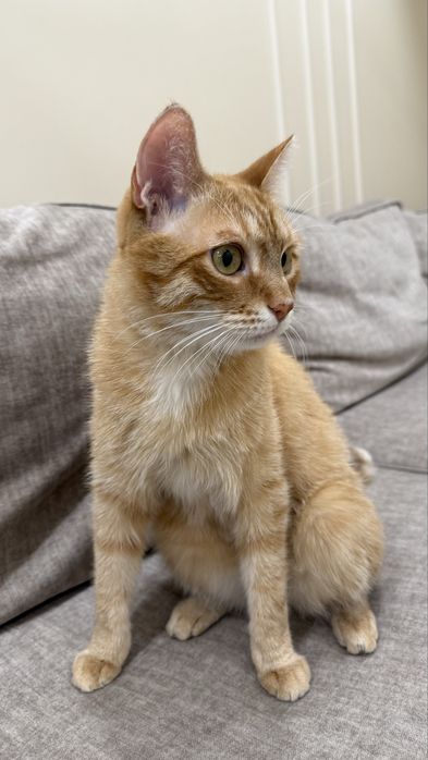 Отдам в хорошие руки кота, Барсика