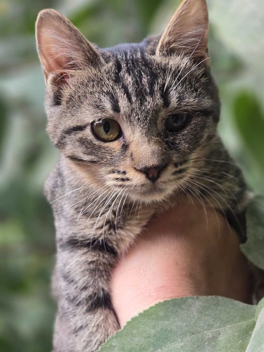 Малыш ищет семью!