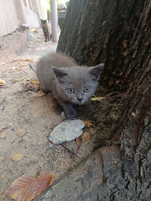 Отдам котенка. Живёт на улице. Люди выбросили