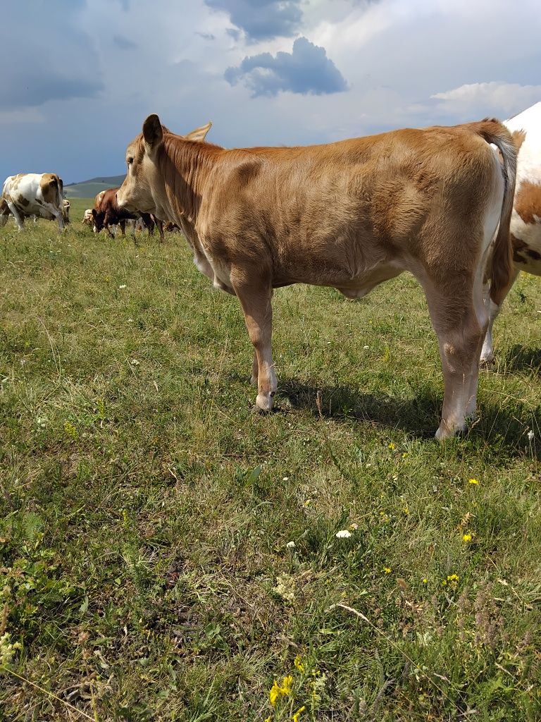 Vand vaca cu vitea