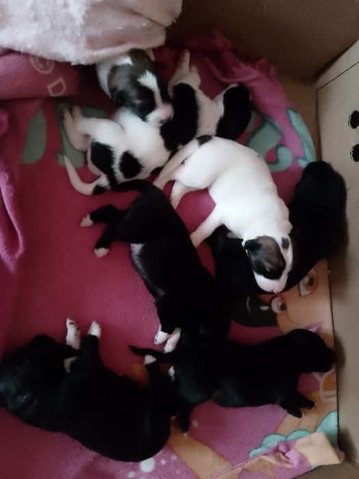 Отдам щенков за шоколадку