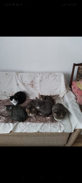 Отдам котят в добрые руки , мальчики и одна девочка