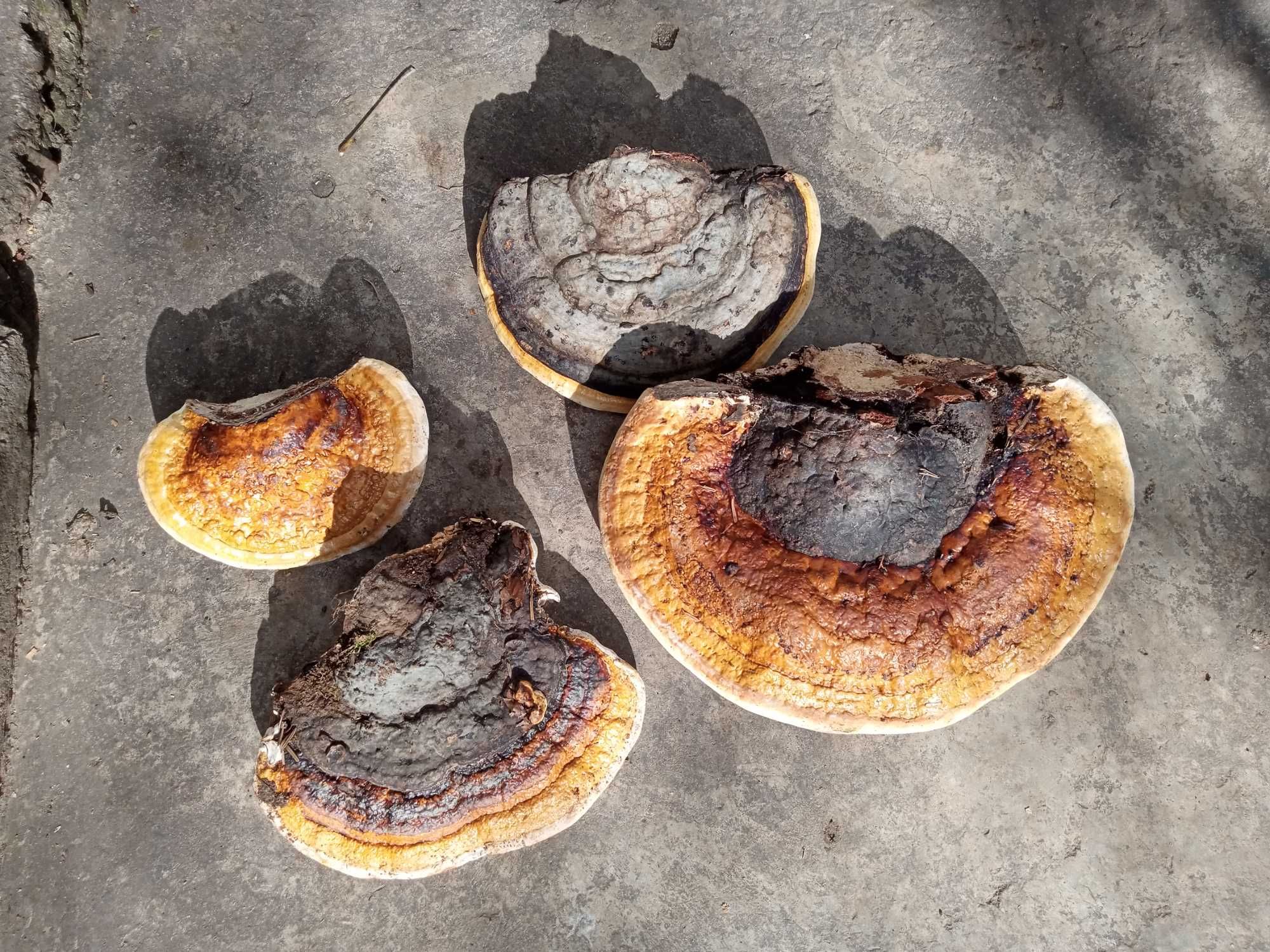Ciuperca medicinala Reishi, Fomitopsis pinicola