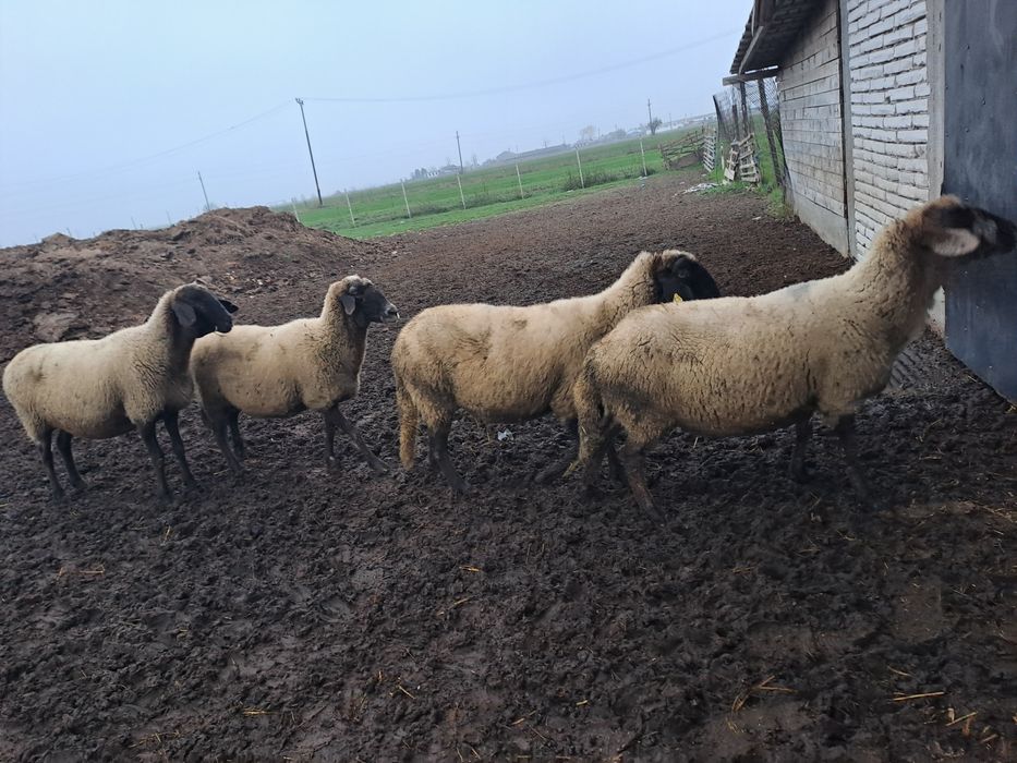 Oi carabase de vânzare