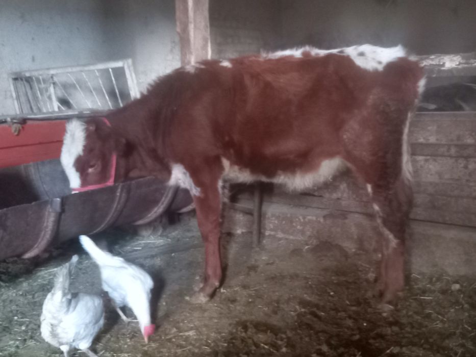 2ta mesni xonagi gunojinla sotiladi