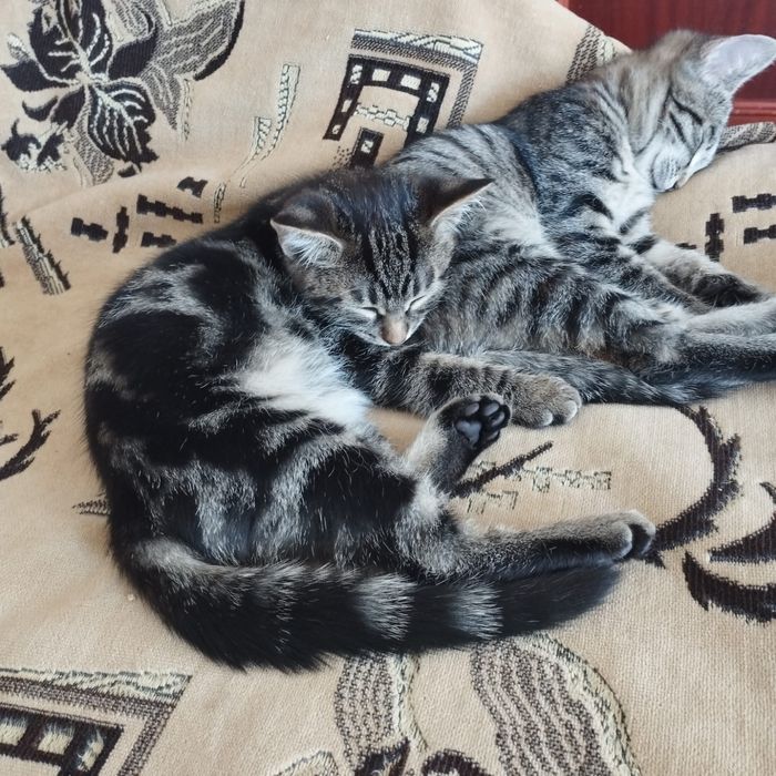 Отдам котят, в добрые руки!