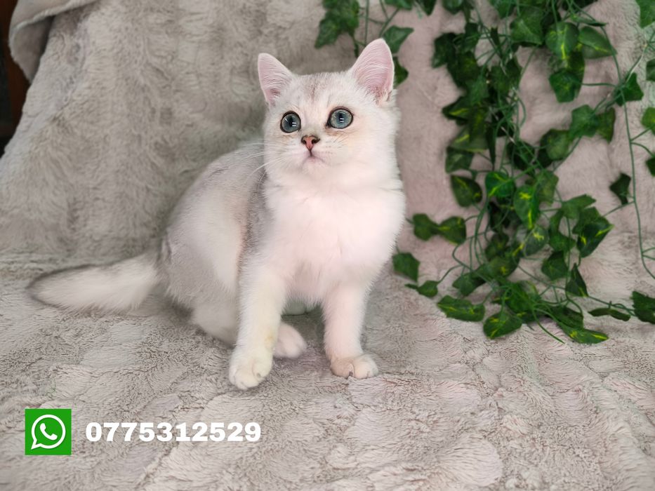 Vand baietel British shorthair silver chinchilla