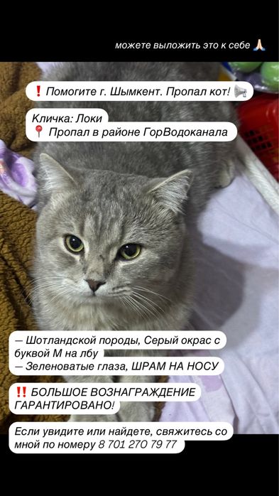 ПРОПАЛ КОТ, большое вознаграждение за то, что найдете!!