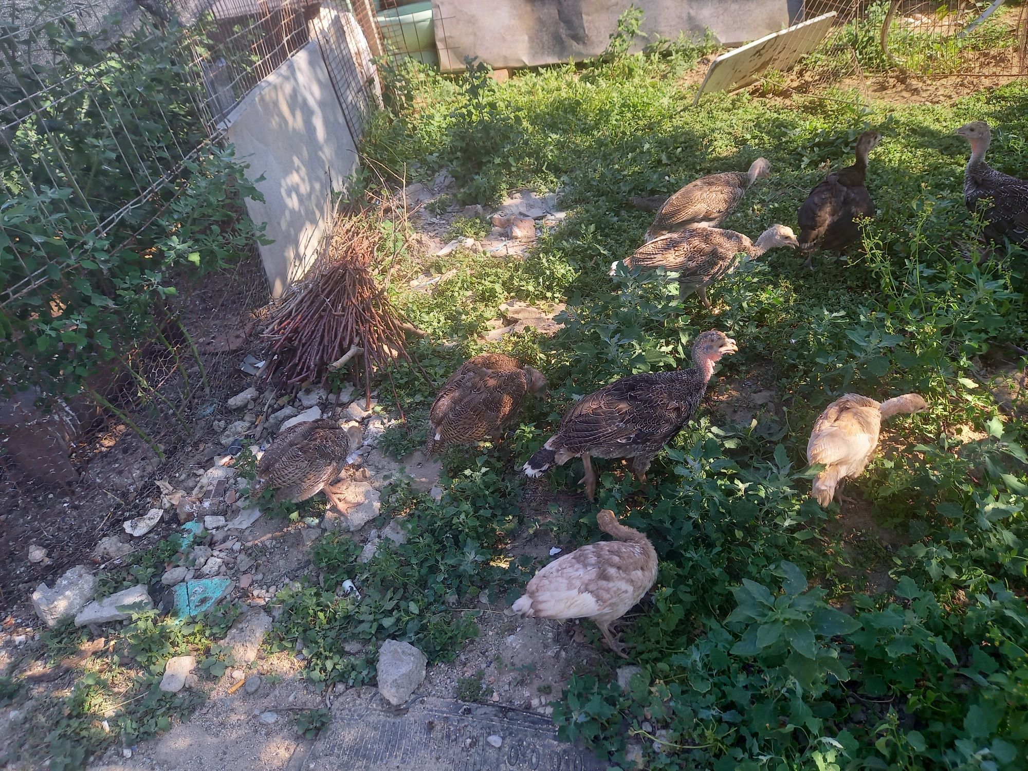 Pui de curca românești