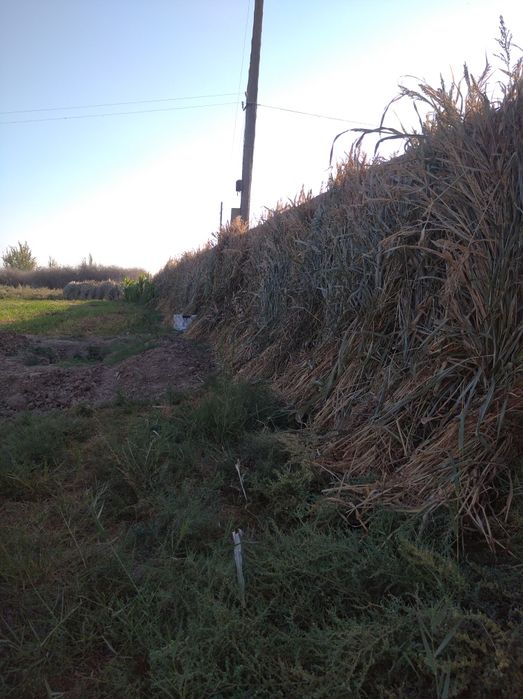 богли макка сотилади