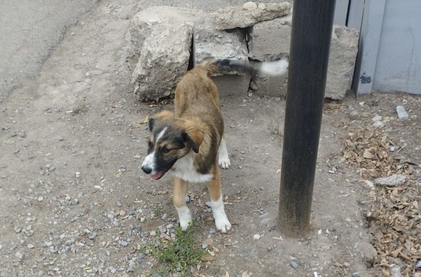 Щенок девочка в добрые руки!