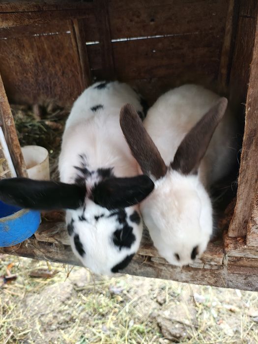 Iepuri (masculi & femele) - vârsta 8-9 luni