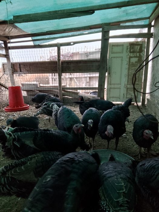 Куркала сотилади