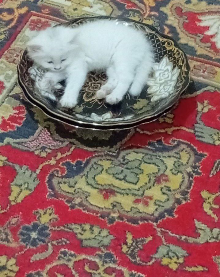 yaxshi boqadigan odam yaxshi qaraydigan odam kerak yaxshi mushukcha uu