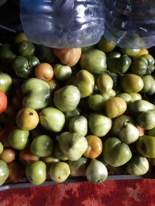 Продам помидоры домашние