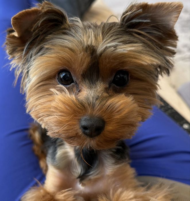 Йоркширски Териер