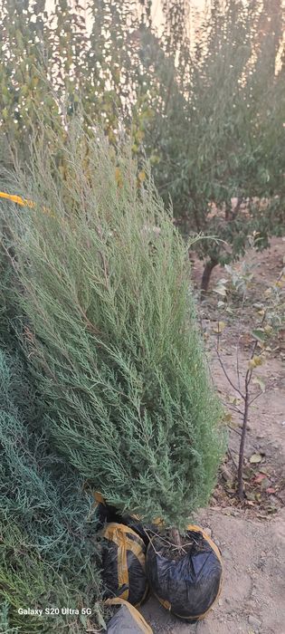 Можжевельник кучатлари Тошкентга келди