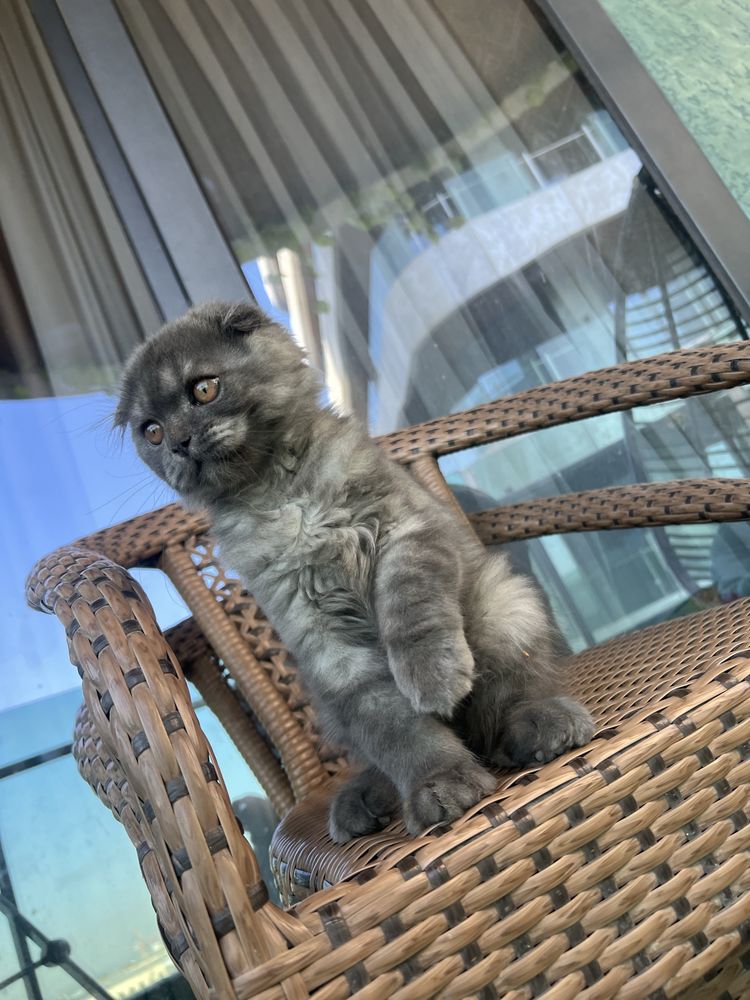 Кошка сктиш фолд