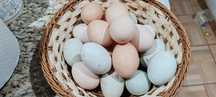 Vand oua proaspete de la găini  de rasa  Araucana și notmale