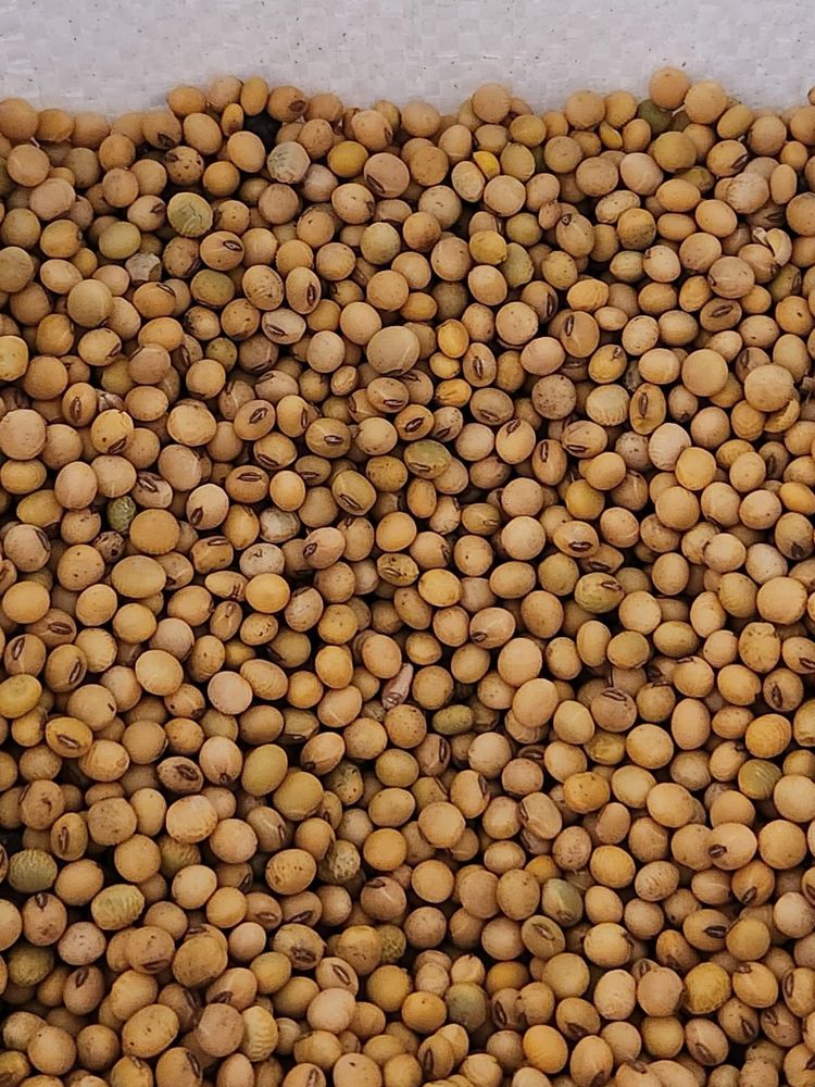seminte de soia 2 lei/kg/ SROT soia 3,5 lei/kg