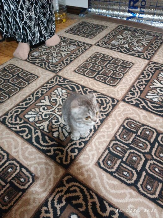 Мушук боласи пародистий