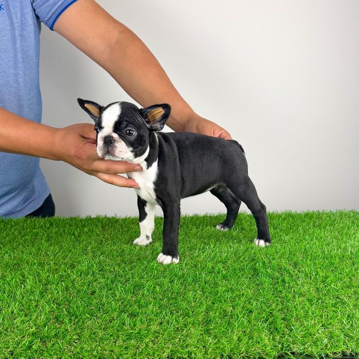 Pui Boston Terrier cu pedigree caută familie iubitoare
