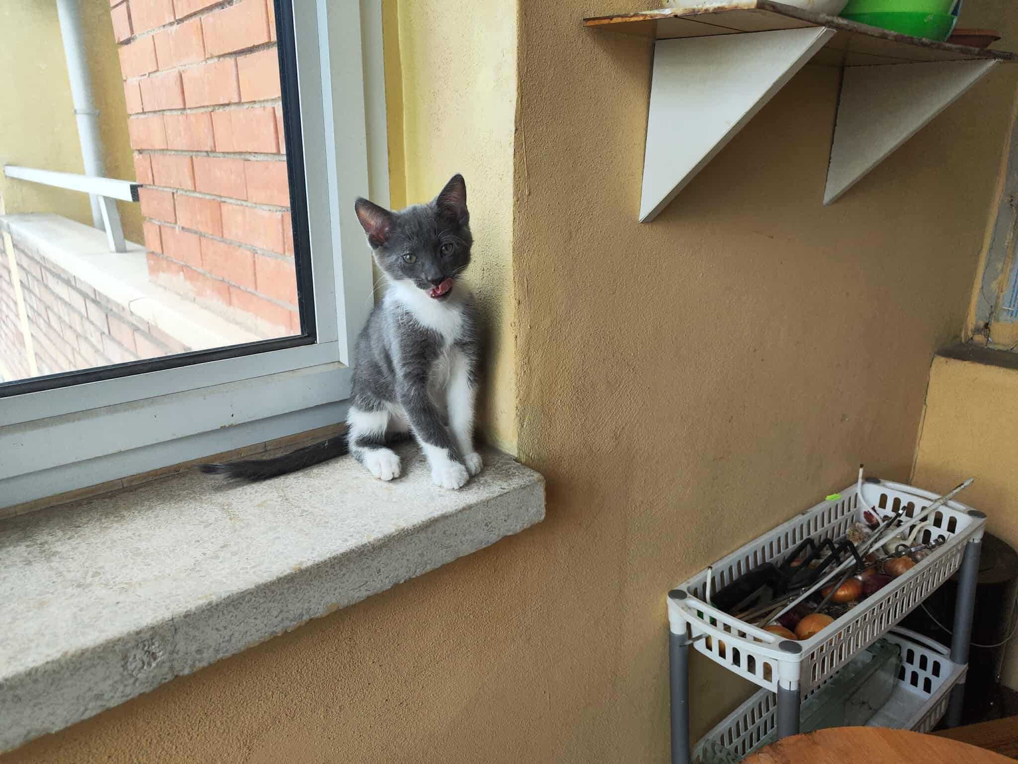 Две мъжки котета си търсят обичащ и грижовен стопанин! :)
