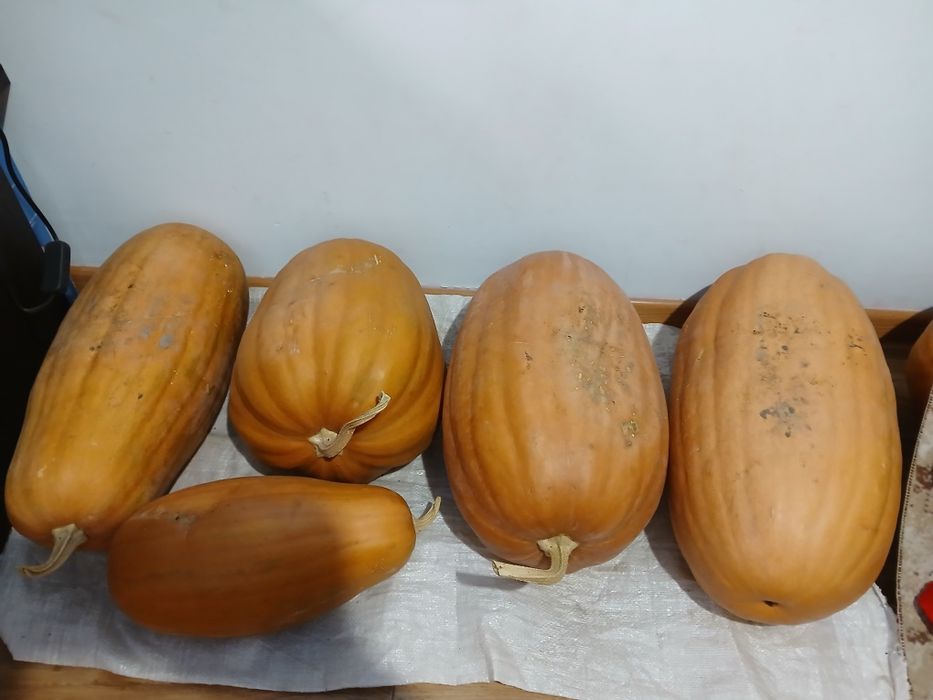 Тыква домашняя,со своего огорода