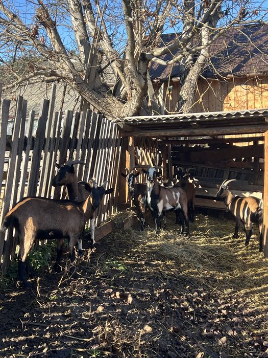 Capre gestante 1-2 ani