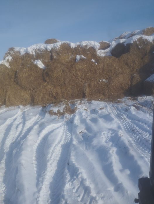 Продам сено в рулонах