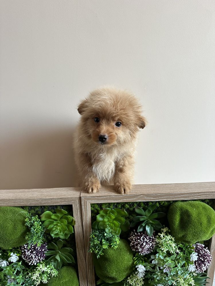 Pomapoo/Той Пудел