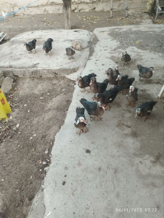 Oʻrdaklar sotiladi 100 mingdan bervaraman 4 oylik