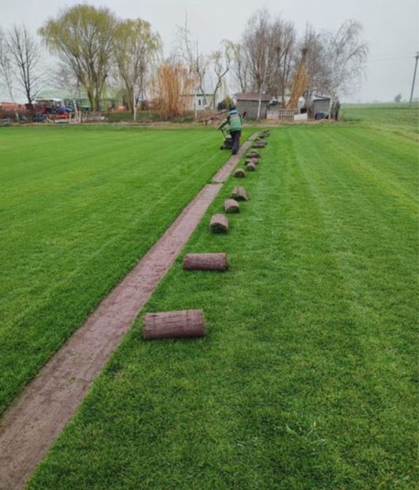 Plante ornamtale de diferite varietatii