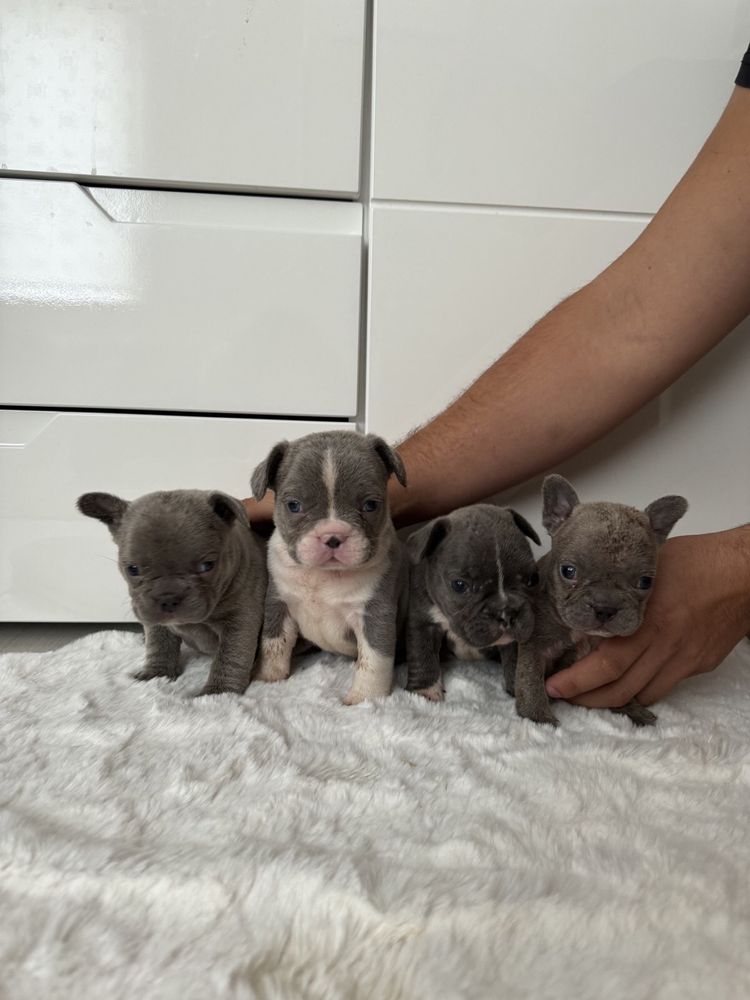 Френски булдог French buldog