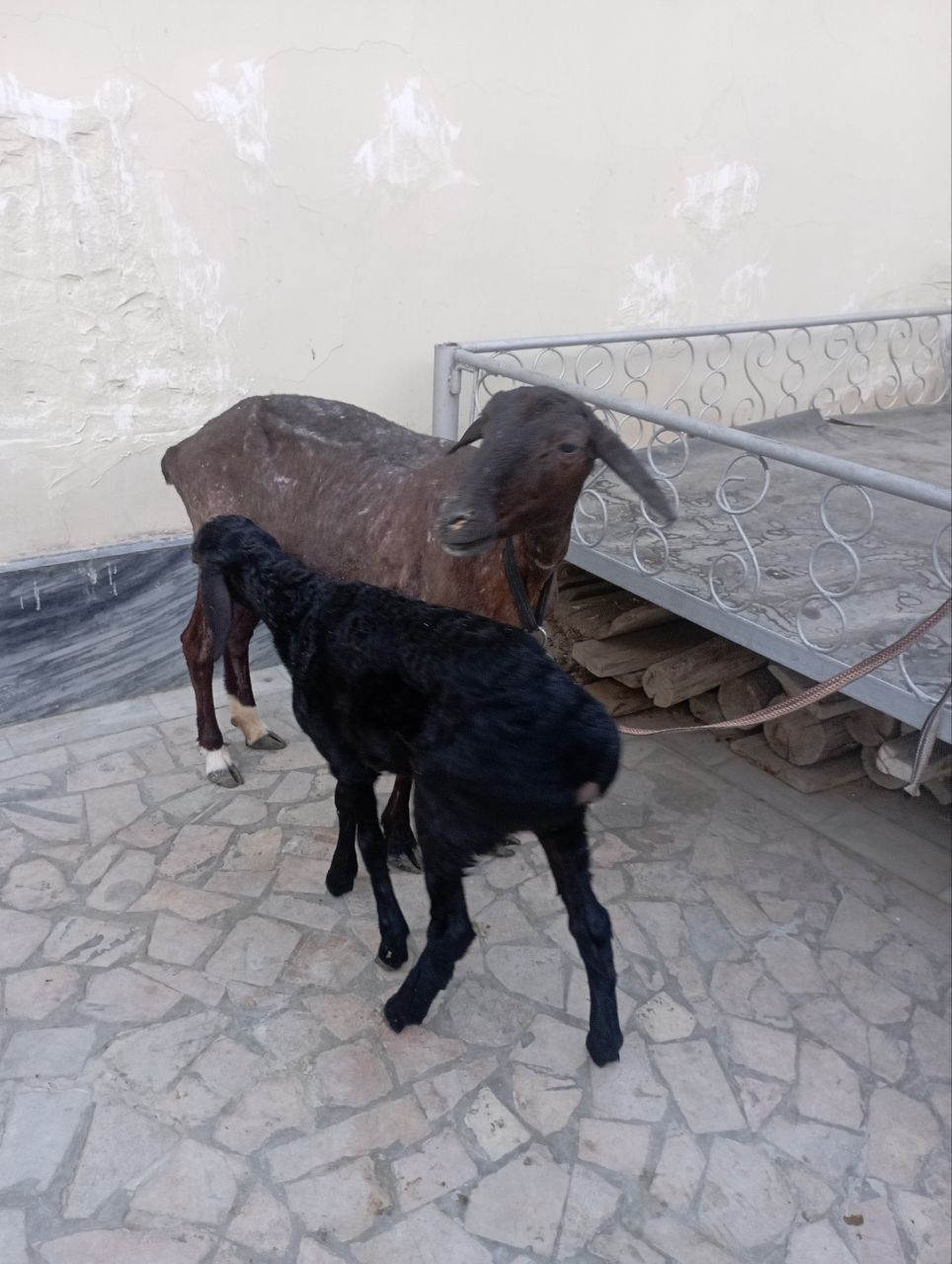 Ona bola qoʻy sotiladi