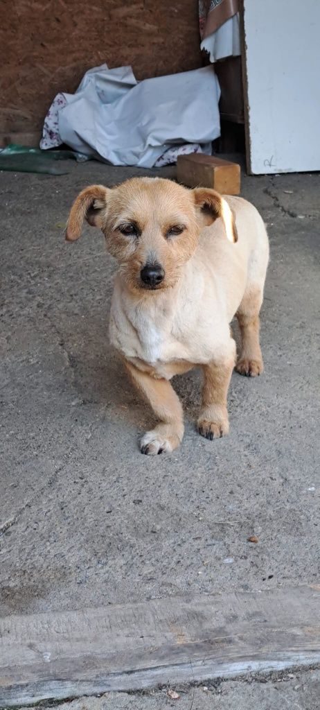 Grooming câini și pisici